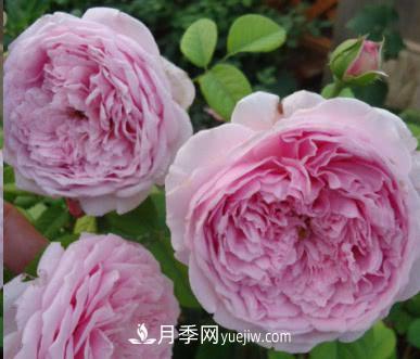 不可錯過(guò)的經(jīng)典灌木月季品種介紹大全！(圖8)