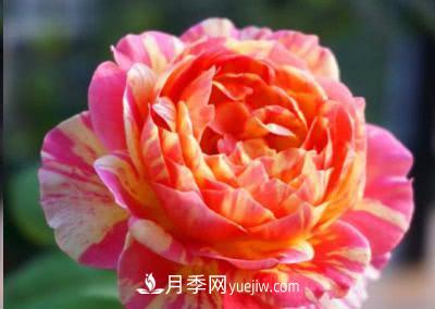 不可錯過(guò)的經(jīng)典灌木月季品種介紹大全！(圖15)