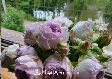 不可錯過(guò)的經(jīng)典灌木月季品種介紹大全！(圖21)