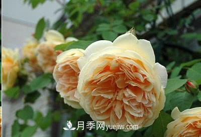 不可錯過(guò)的經(jīng)典灌木月季品種介紹大全！(圖12)