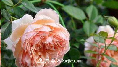 不可錯過(guò)的經(jīng)典灌木月季品種介紹大全！(圖4)