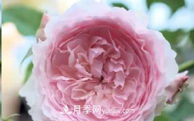 不可錯過(guò)的經(jīng)典灌木月季品種介紹大全！(圖20)