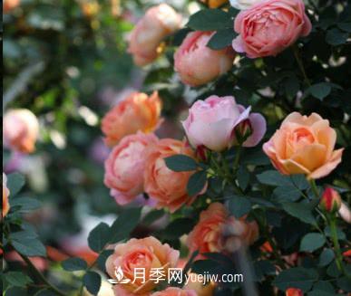 不可錯過(guò)的經(jīng)典灌木月季品種介紹大全！(圖11)