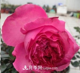 不可錯過(guò)的經(jīng)典灌木月季品種介紹大全！(圖16)