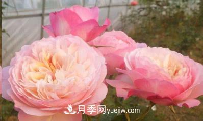不可錯過(guò)的經(jīng)典灌木月季品種介紹大全！(圖13)
