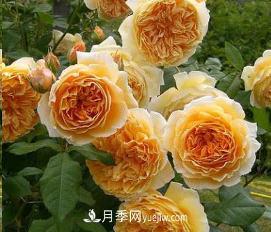 不可錯過(guò)的經(jīng)典灌木月季品種介紹大全！(圖2)