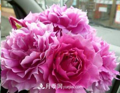 不可錯過(guò)的經(jīng)典灌木月季品種介紹大全！(圖29)