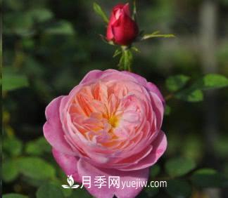 不可錯過(guò)的經(jīng)典灌木月季品種介紹大全！(圖26)