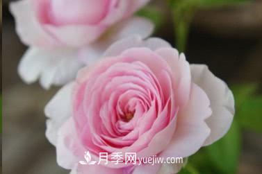 不可錯過(guò)的經(jīng)典灌木月季品種介紹大全！(圖25)