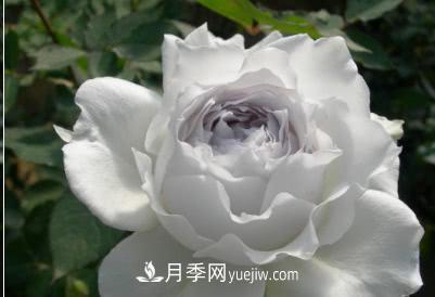 不可錯過(guò)的經(jīng)典灌木月季品種介紹大全！(圖27)