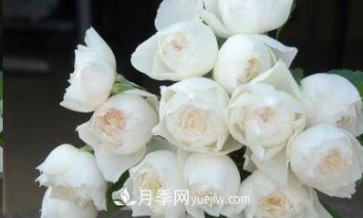 不可錯過(guò)的經(jīng)典灌木月季品種介紹大全！(圖30)