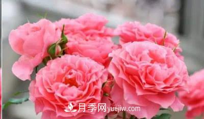 不可錯過(guò)的經(jīng)典灌木月季品種介紹大全！(圖24)