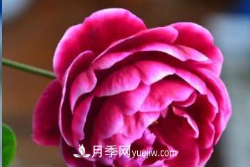 不可錯過(guò)的經(jīng)典灌木月季品種介紹大全！(圖28)