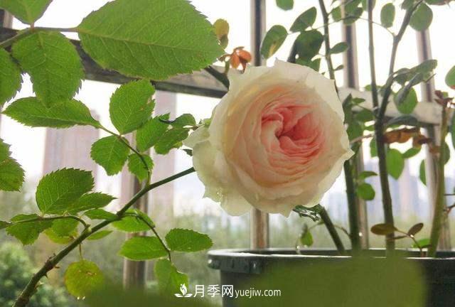 帶你快速了解月季的不同種類(lèi)！(圖1)