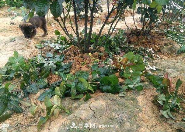 帶你快速了解月季的不同種類(lèi)！(圖3)