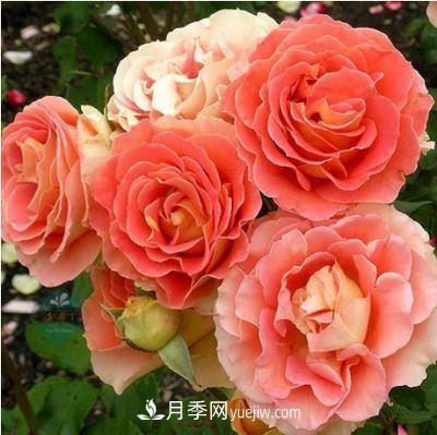 帶你快速了解月季的不同種類(lèi)！(圖5)