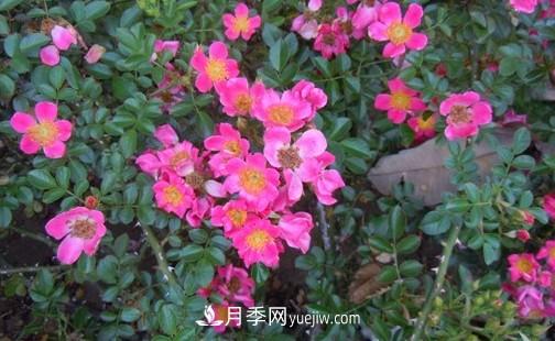 帶你快速了解月季的不同種類(lèi)！(圖4)