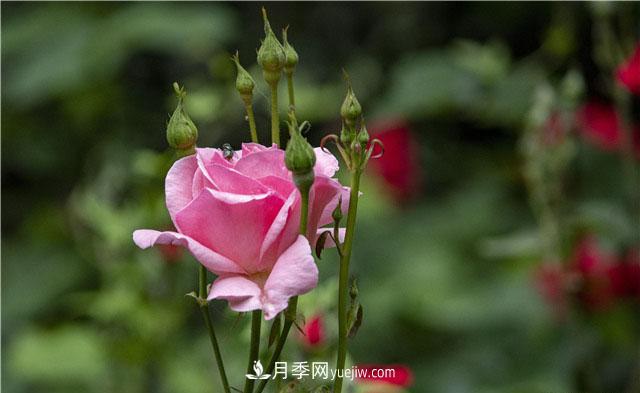 嫁接月季優(yōu)點(diǎn)多，你養過(guò)嗎？(圖1)