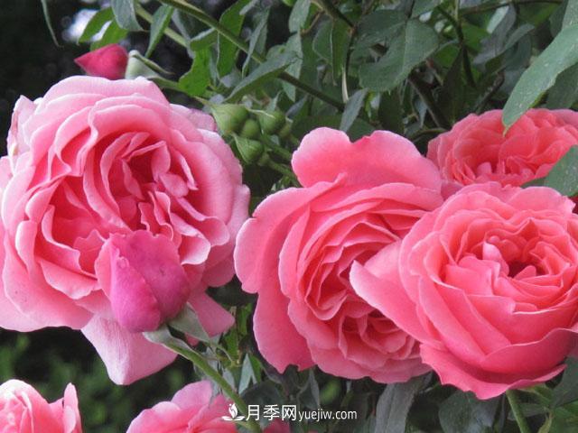 即將被拋棄的薔薇產(chǎn)業(yè)到底怎么樣？這些就是月季和薔薇的差距(圖1)