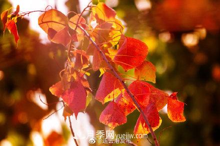 江蘇連云港東海：霜打紅葉 秋滿(mǎn)枝頭(圖1)