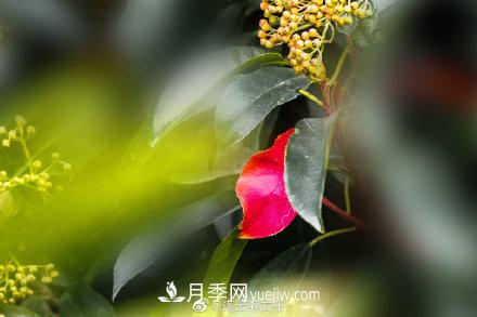 江蘇連云港東海：霜打紅葉 秋滿(mǎn)枝頭(圖7)