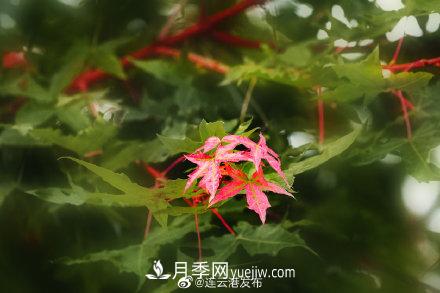 江蘇連云港東海：霜打紅葉 秋滿(mǎn)枝頭(圖4)