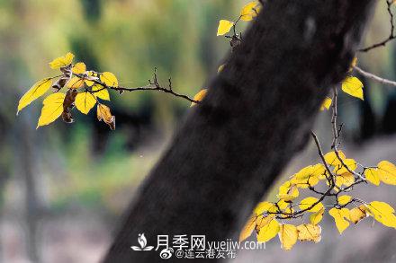 江蘇連云港東海：霜打紅葉 秋滿(mǎn)枝頭(圖6)