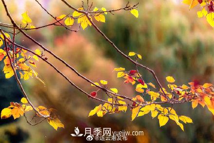江蘇連云港東海：霜打紅葉 秋滿(mǎn)枝頭(圖5)