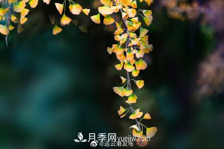 江蘇連云港東海：霜打紅葉 秋滿(mǎn)枝頭(圖8)