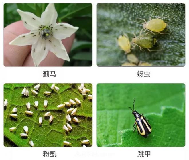 8種花木常用農藥介紹，價(jià)格便宜效果很好(圖2)