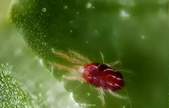8種花木常用農藥介紹，價(jià)格便宜效果很好(圖4)