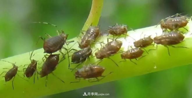 8種花木常用農藥介紹，價(jià)格便宜效果很好(圖5)