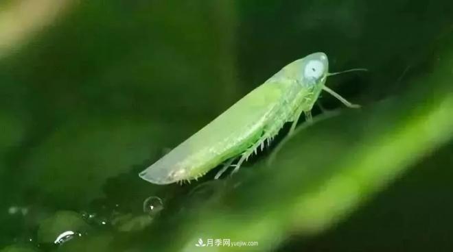 8種花木常用農藥介紹，價(jià)格便宜效果很好(圖6)