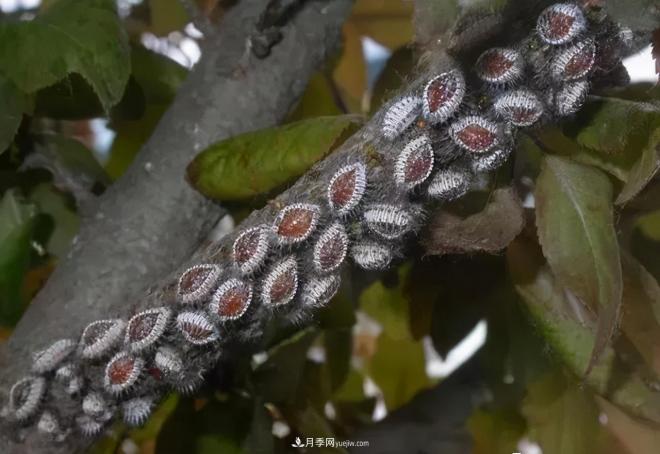 8種花木常用農藥介紹，價(jià)格便宜效果很好(圖7)