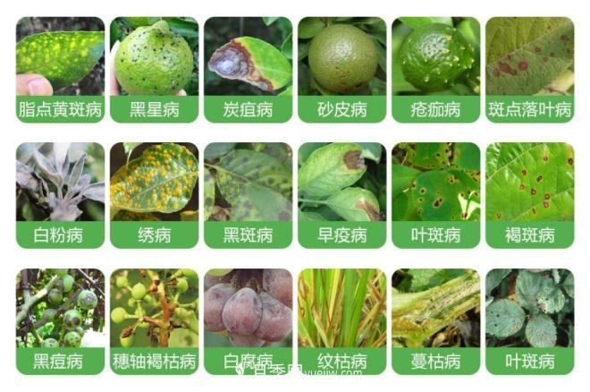 8種花木常用農藥介紹，價(jià)格便宜效果很好(圖1)