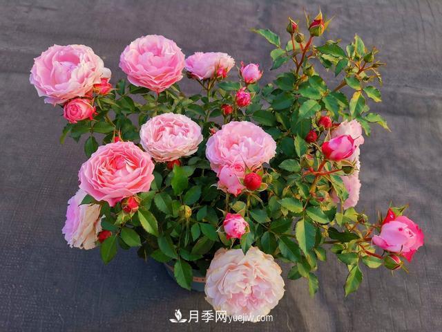 養月季爆盆的4個(gè)要素，掌握技巧月季變成開(kāi)花機(圖1)