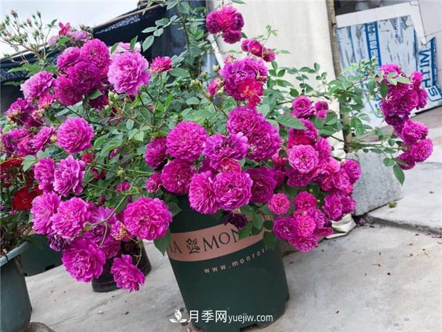 這幾個(gè)微型月季簡(jiǎn)直就是移動(dòng)的香水，不入手虧大了(圖1)