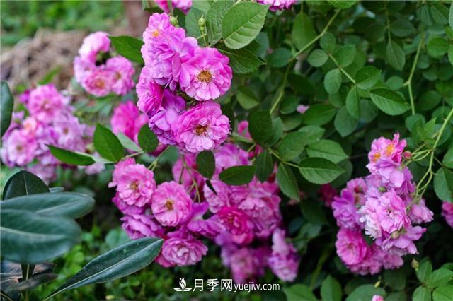 這幾個(gè)微型月季簡(jiǎn)直就是移動(dòng)的香水，不入手虧大了(圖2)