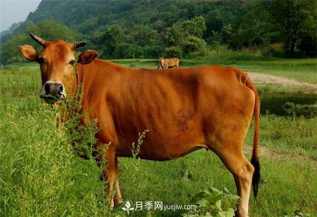 南陽(yáng)黃牛那些事(圖1)