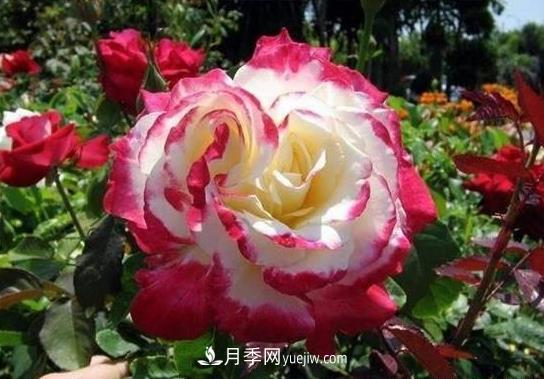 月季施肥也有大學(xué)問(wèn)！施肥澆水技巧技術(shù)有含量(圖1)