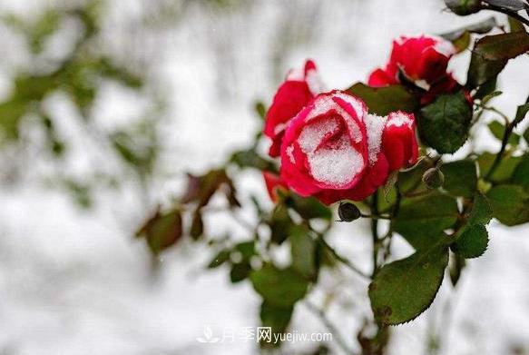 月季花冬天會(huì )凍死嗎？花對環(huán)境的要求比較低(圖1)