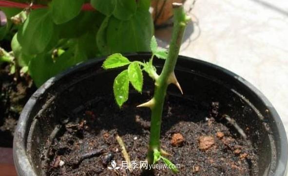 月季該如何扦插，春秋兩季這樣扦插10-20天就生根(圖1)