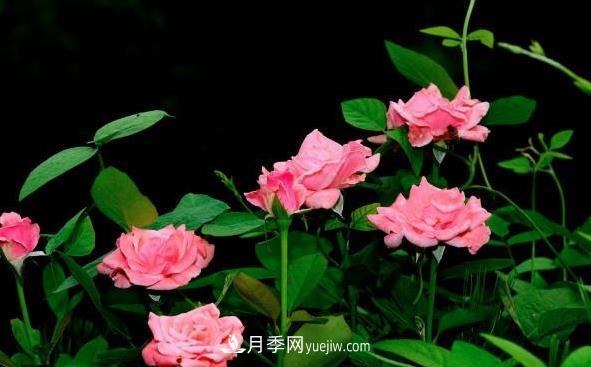 月季該如何扦插，春秋兩季這樣扦插10-20天就生根(圖2)