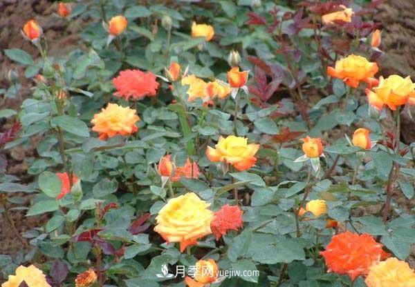 讓月季冬季開(kāi)花，就算再費事，我也想給它安排上(圖1)