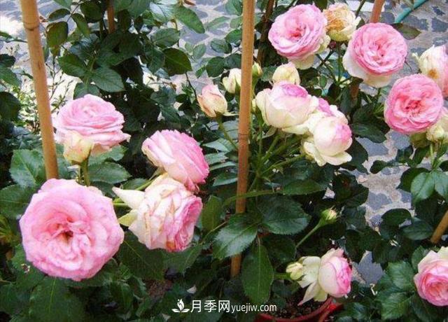 入冬以前要做好5件事，來(lái)年月季花長(cháng)得旺開(kāi)花多(圖1)