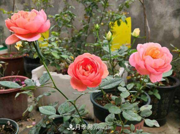 解密月季的花期控制技巧，讓月季分期分批、不斷開(kāi)花(圖1)