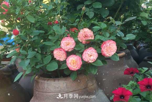 解密月季的花期控制技巧，讓月季分期分批、不斷開(kāi)花(圖2)