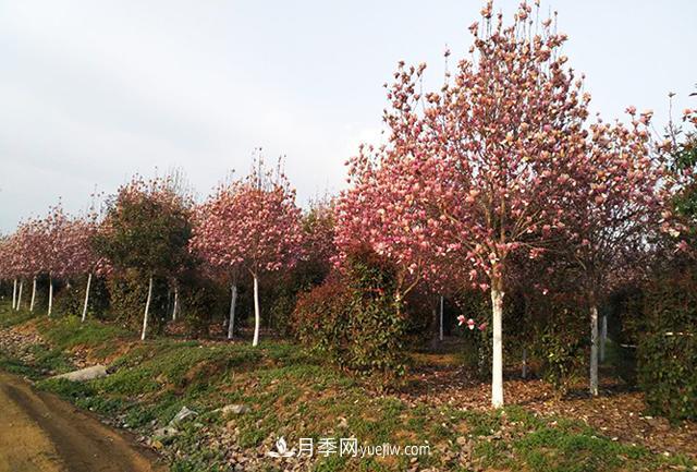 南陽(yáng)市鎮平綠化苗木農民專(zhuān)業(yè)合作社(圖1)