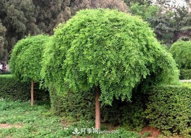 金葉垂槐和龍爪槐是一個(gè)國槐苗木品種嗎？(圖1)