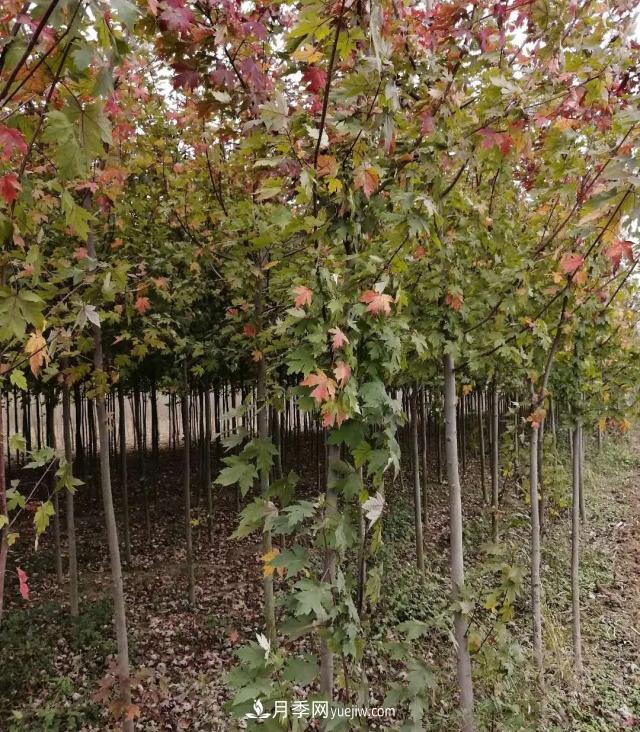 南陽(yáng)美國紅楓基地批發(fā)價(jià)格出售(圖1)